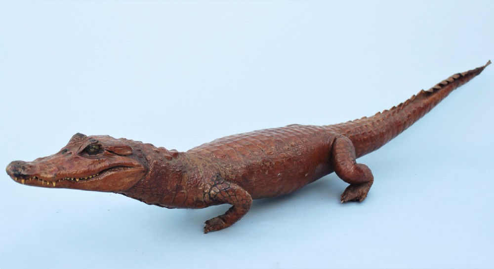 Antique Taxidermy Caimen Crocodile View IV