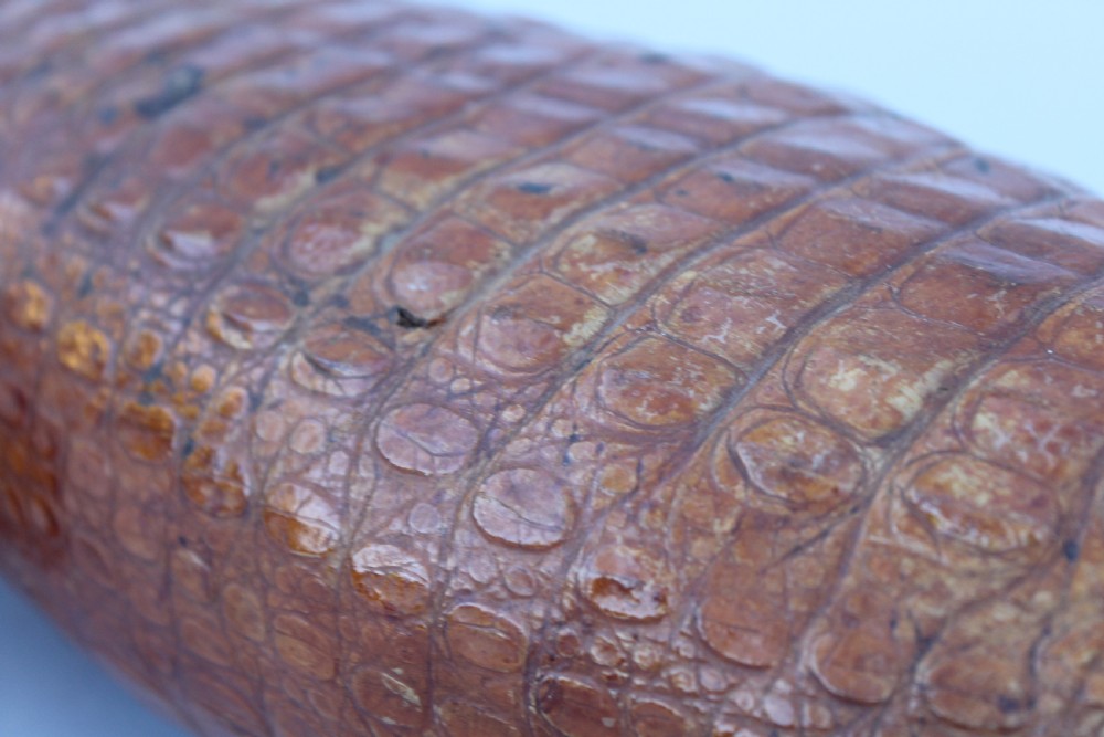 Antique Taxidermy Caimen Crocodile View V