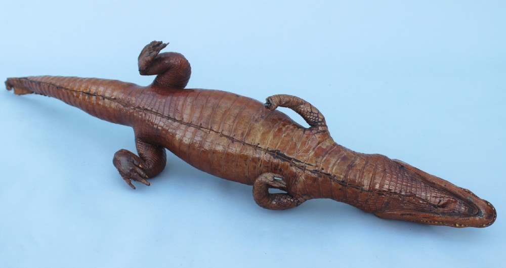 Antique Taxidermy Caimen Crocodile View VI