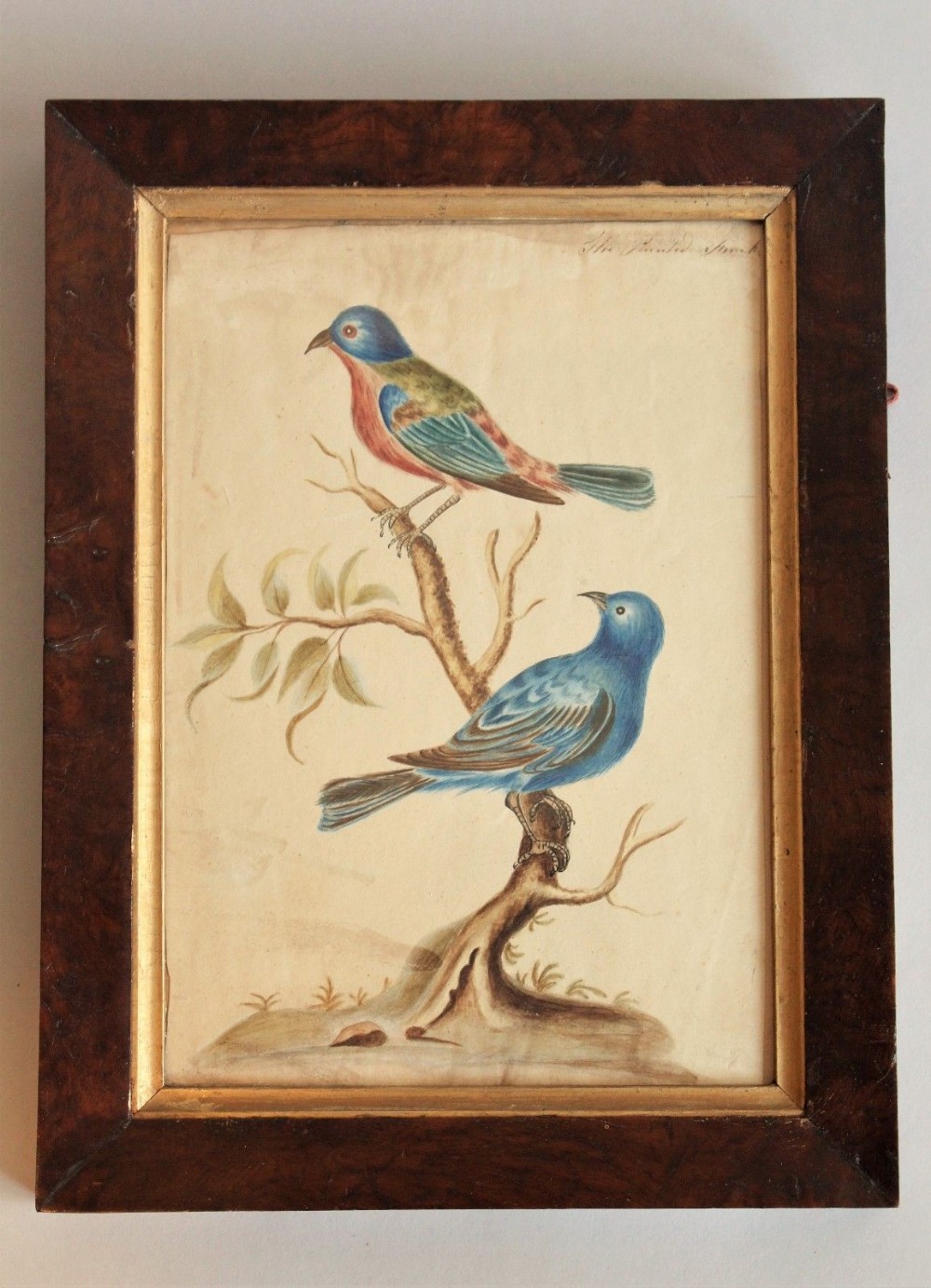 Antique Watercolour of Finches 19th Century