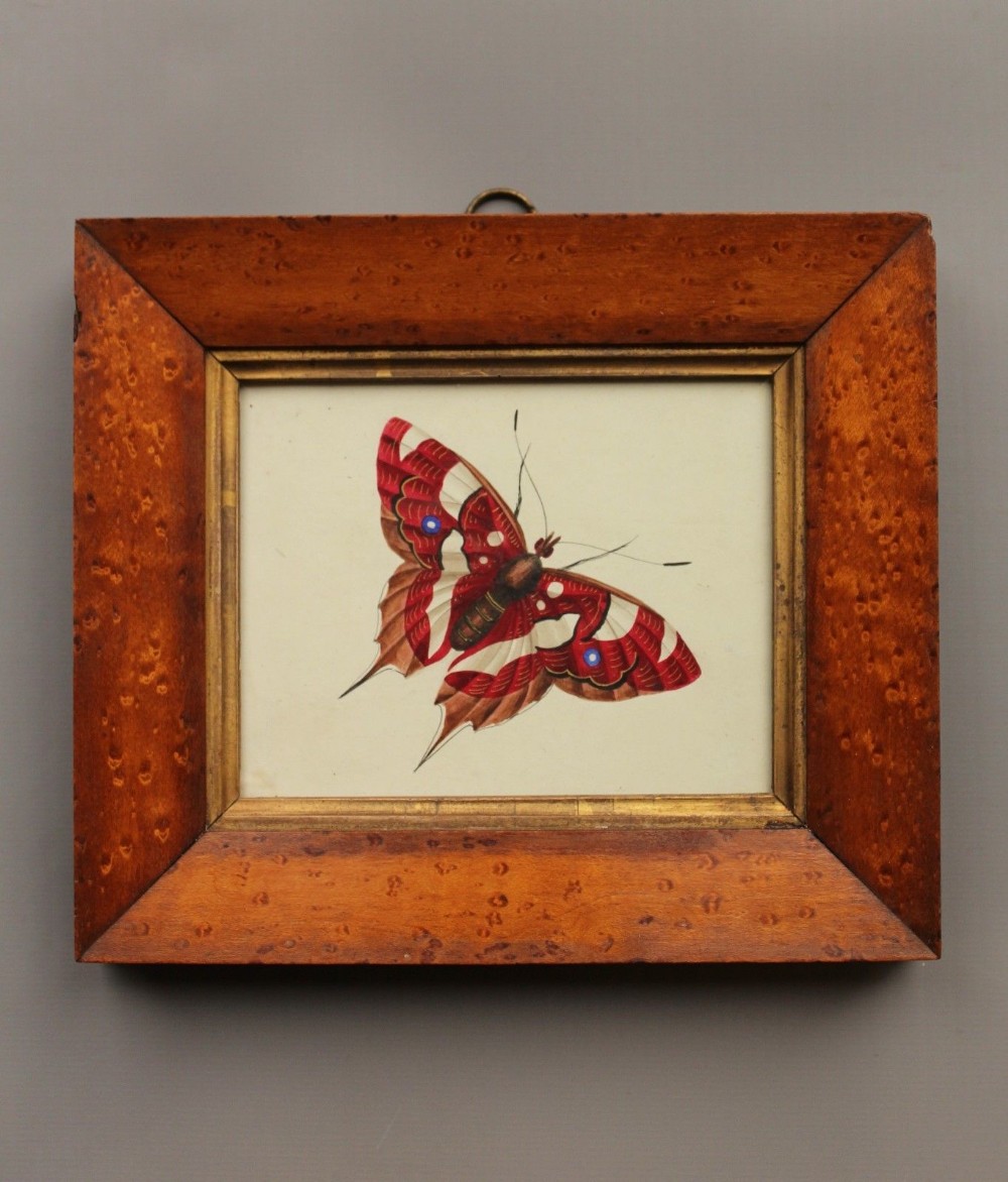 Antique Watercolour Butterfly 19th Century