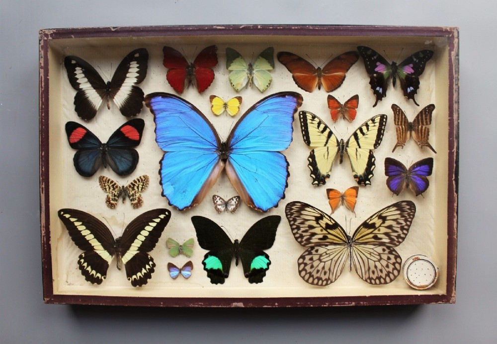 Scientific Butterfly Collection