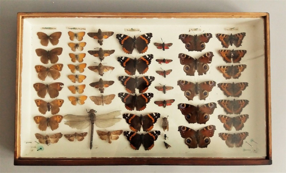 Victorian Scientific Butterfly Collection