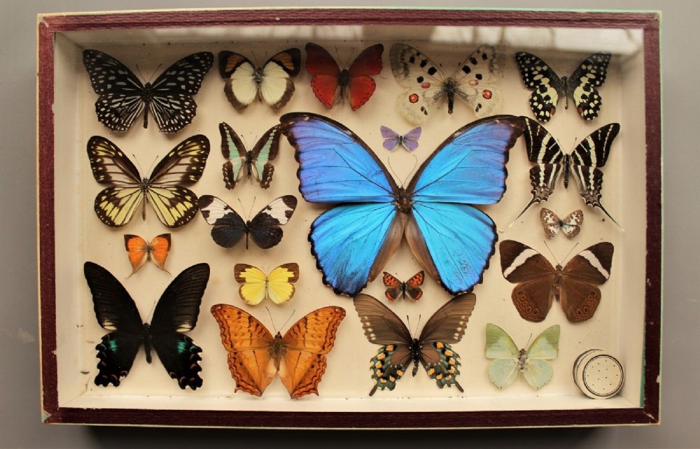 Scientific Butterfly Collection Taxidermy