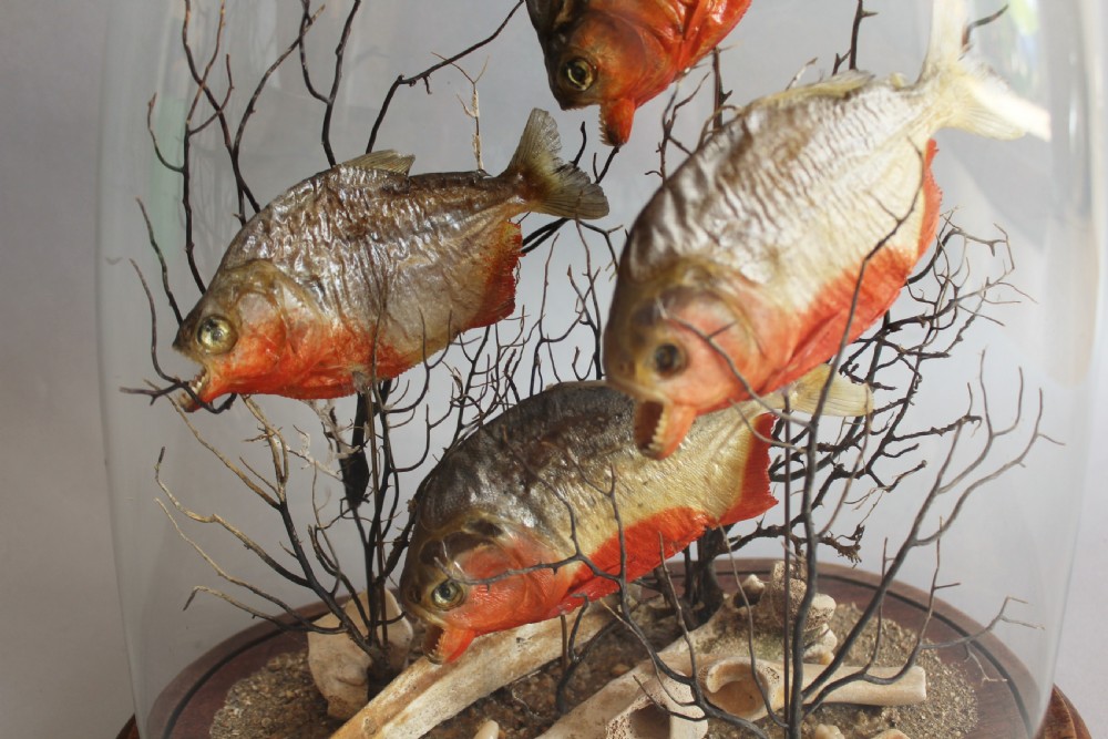 Antique Taxidermy Glass Dome with Piranhas View II