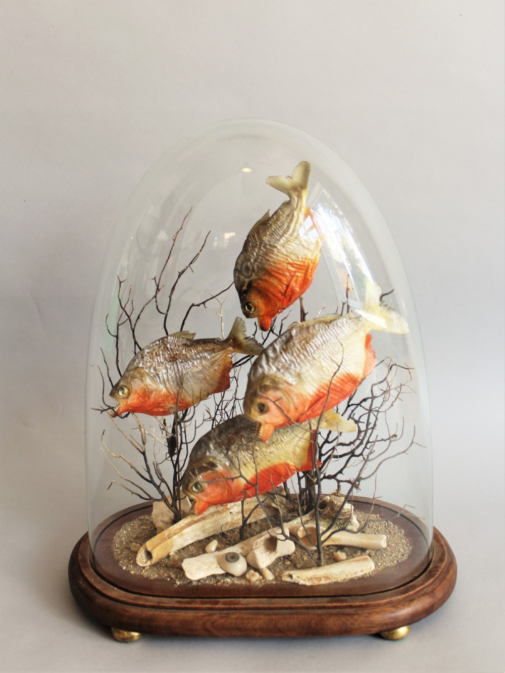 Antique Taxidermy Glass Dome with Piranhas View III