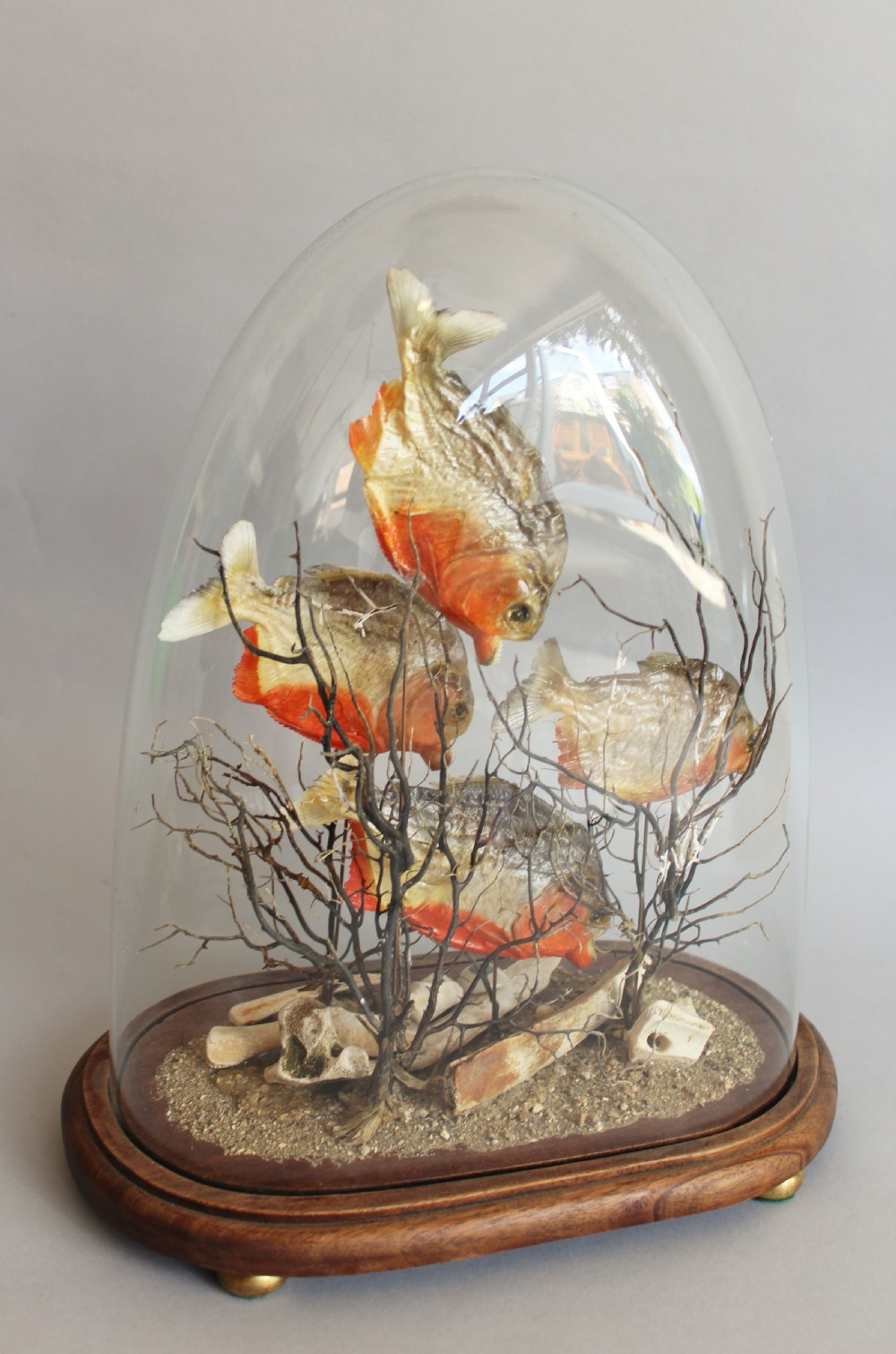 Antique Taxidermy Glass Dome with Piranhas View IV