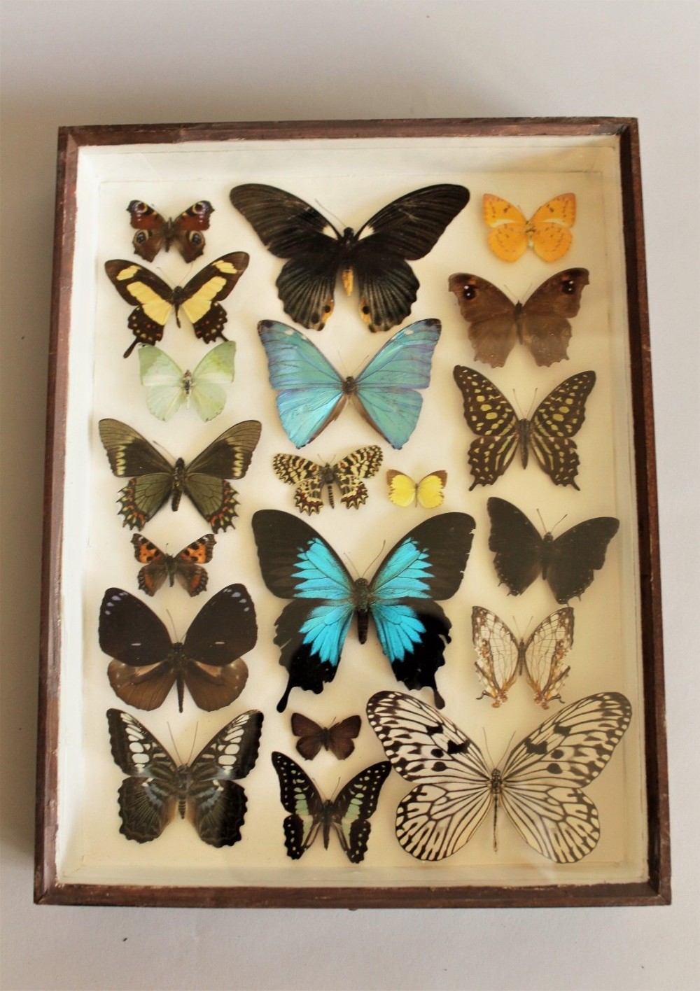 Antique Scientific Butterfly Collection