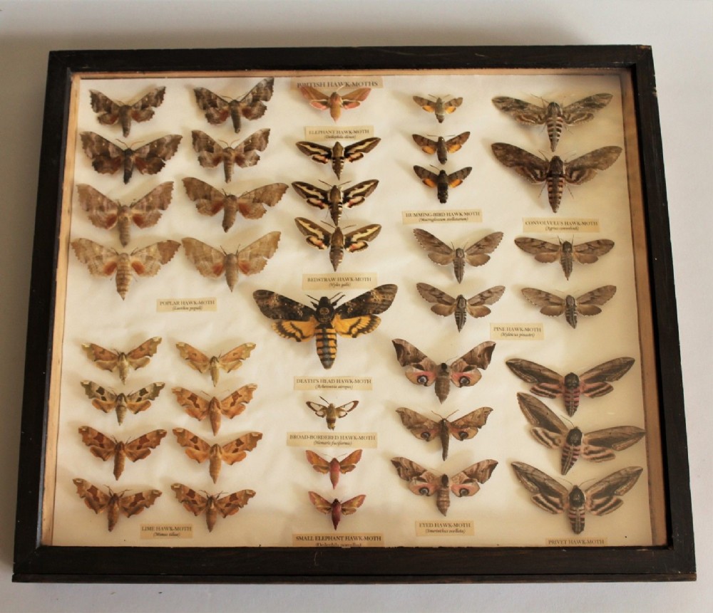 Antique Scientific Collection British Moths