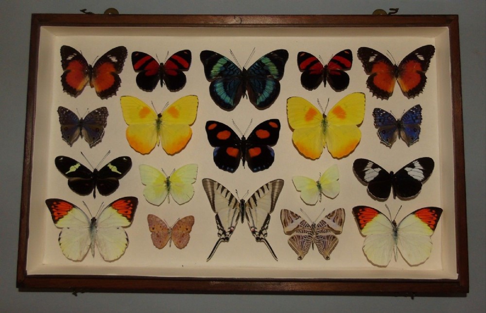 Antique Butterfly Specimen Case