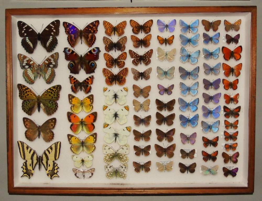 Antique Butterfly Specimen Case