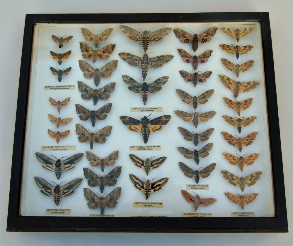 Antique Scientific Hawk Moth Case Collection