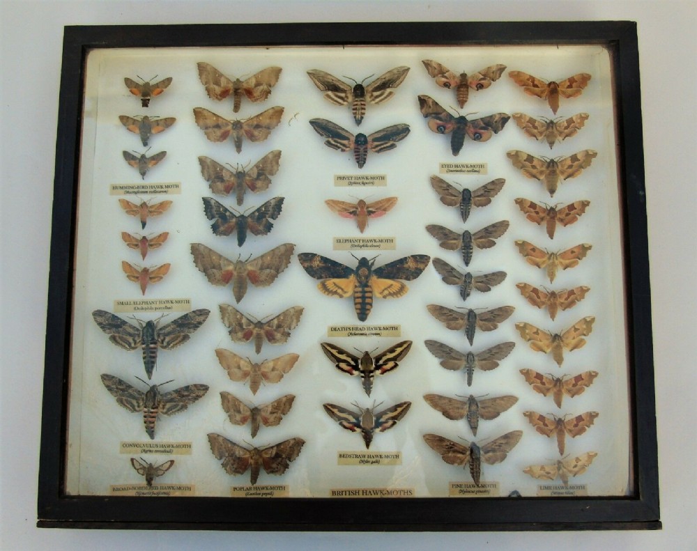 Antique Scientific Hawk Moth Case Collection