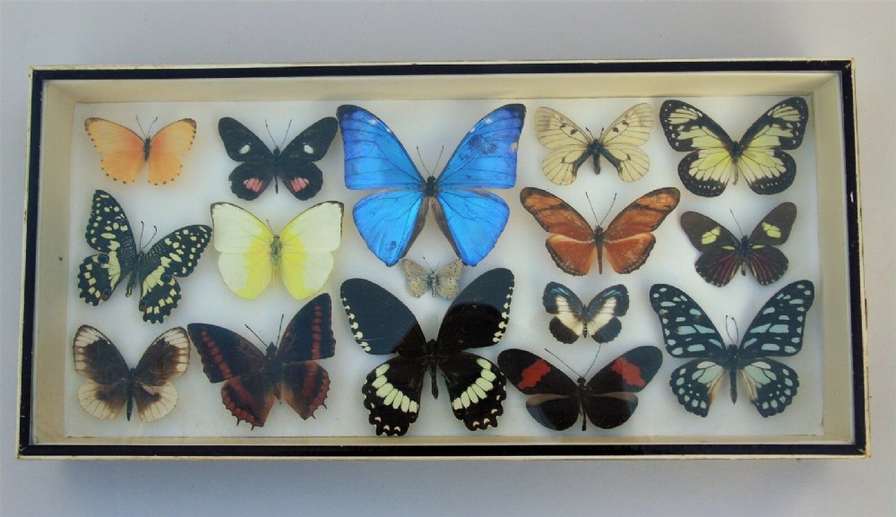 Antique Butterfly Specimen Case