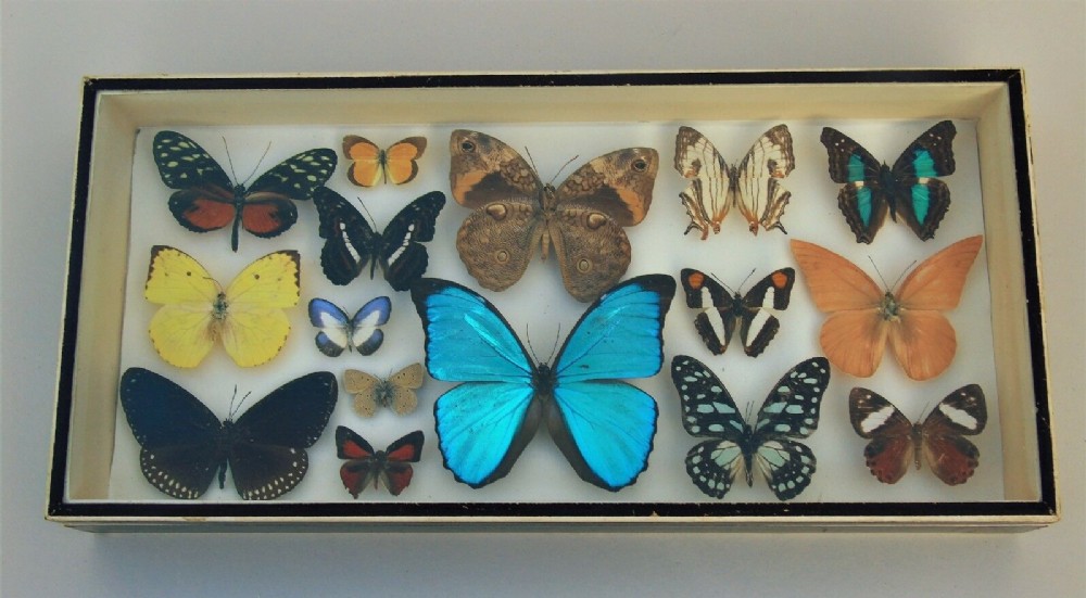Antique Butterfly Specimen Case