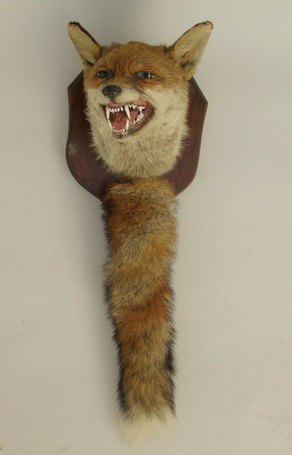 Taxidermy Fox Mask & Brush Mount