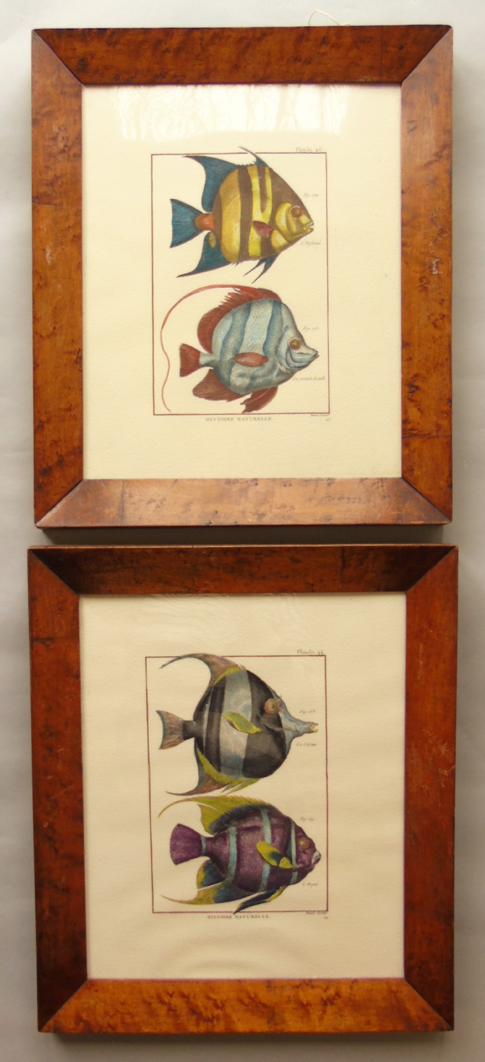 Antique Pair Hand Coloured Engravings Fish