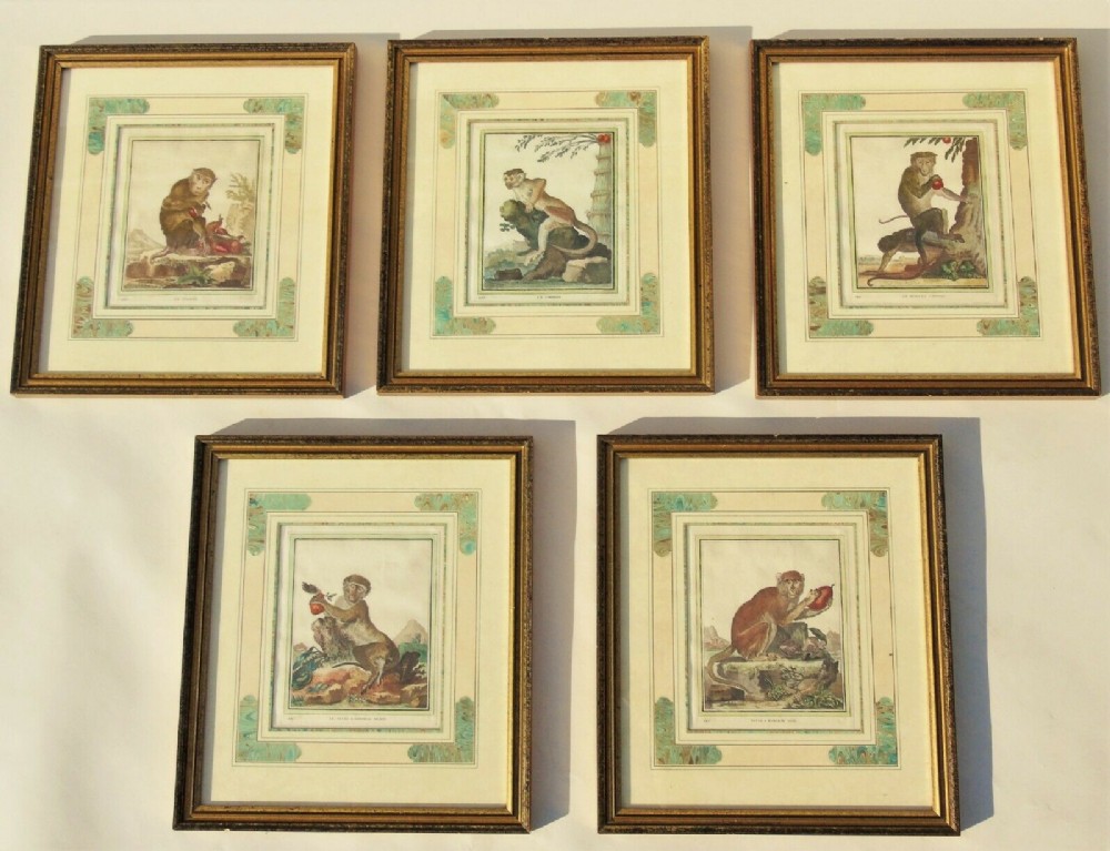Set of Five French Hand Coloured Engravings of Monkeys