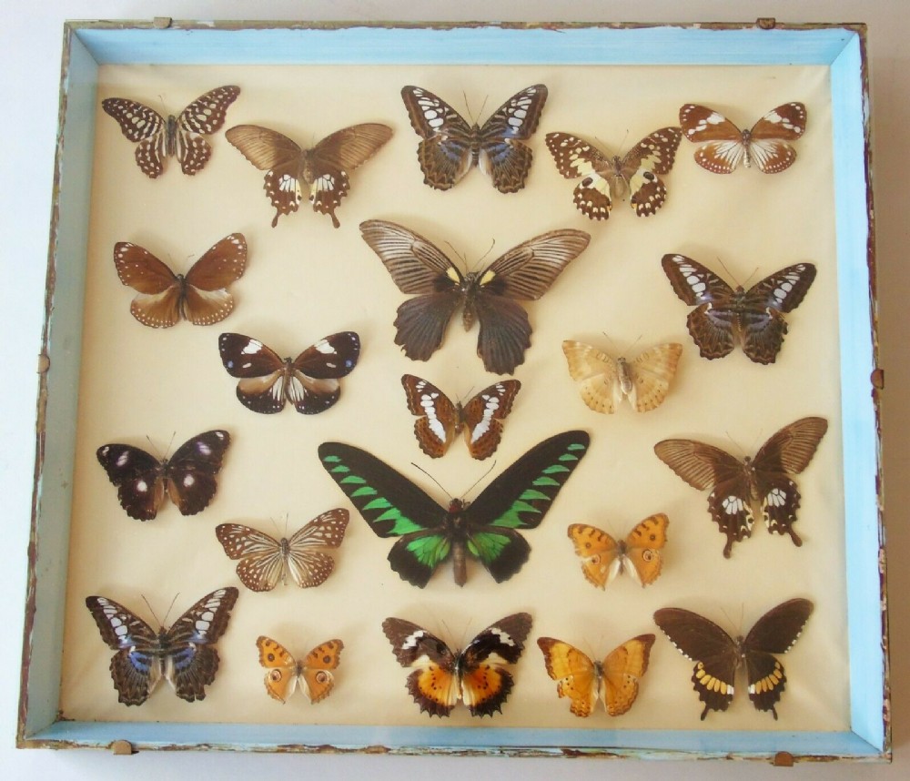 Antique Case of Asian Butterfly Specimens