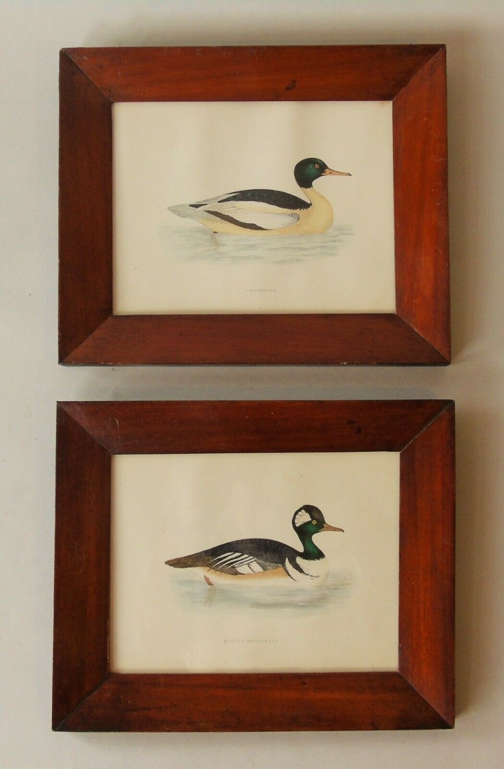 Antique Hand Coloured Engravings of Ducks