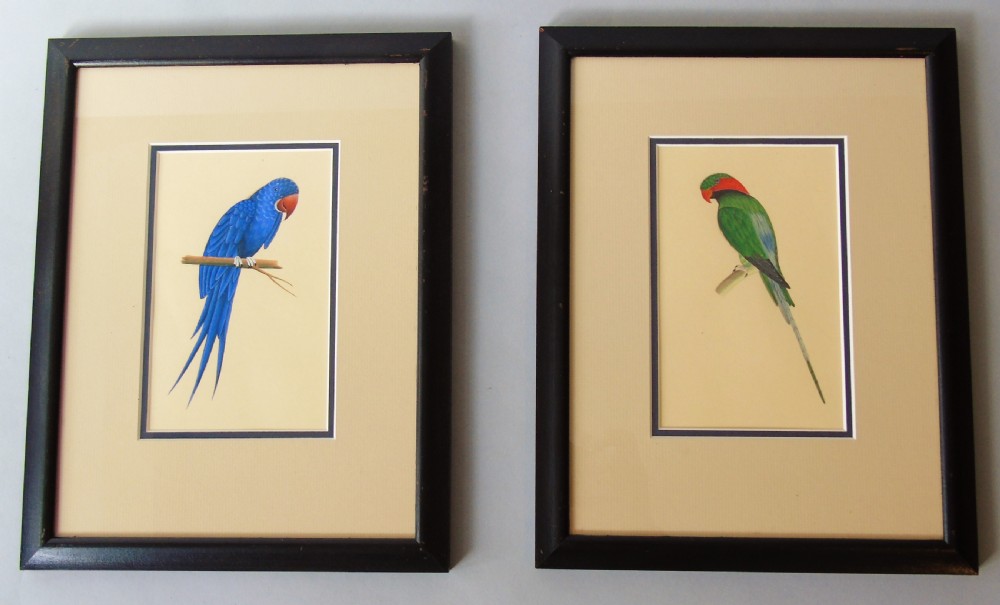 Pair of Antique Indian Watercolours of Parrots
