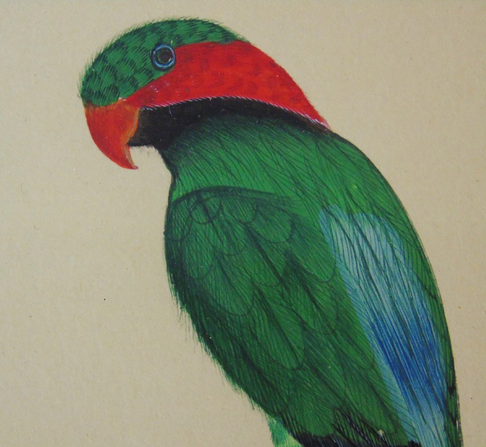 Pair of Antique Indian Watercolours of Parrots View VIII