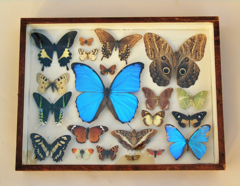 Antique Case of Butterfly Specimens