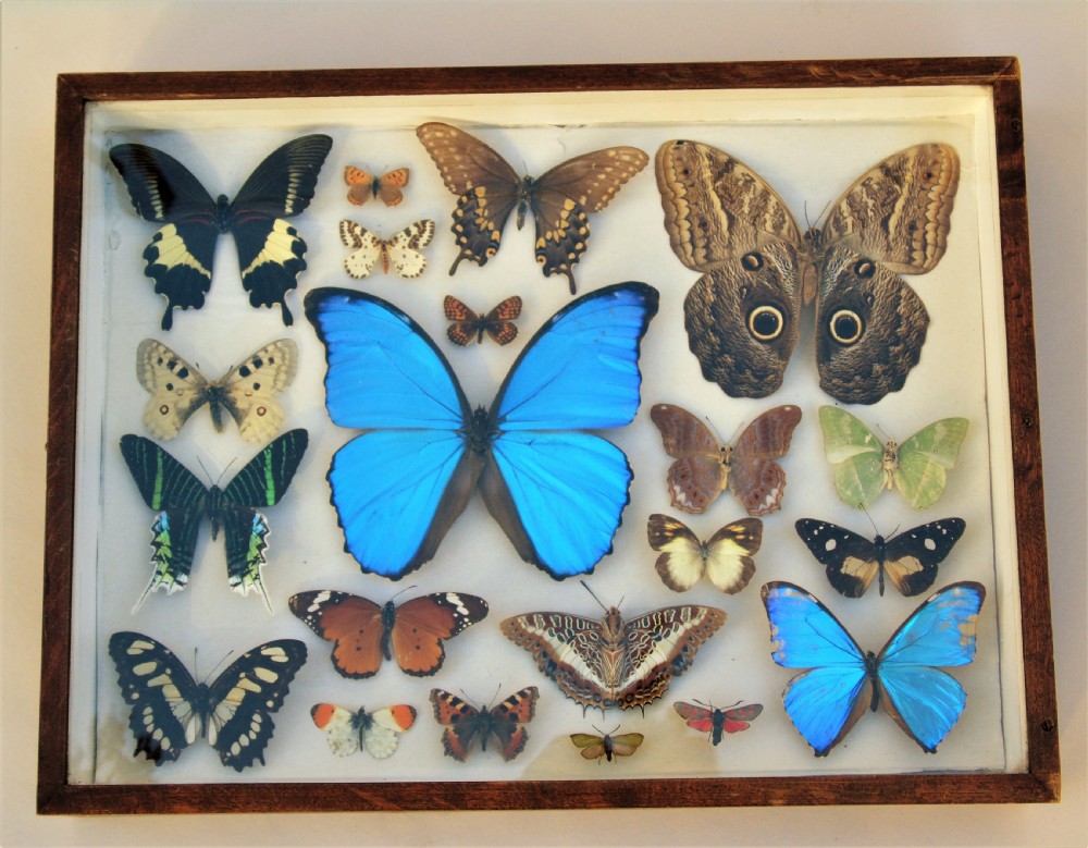 Antique Case of Butterfly Specimens View II