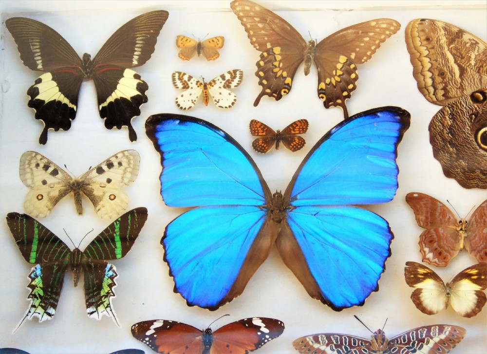 Antique Case of Butterfly Specimens View III