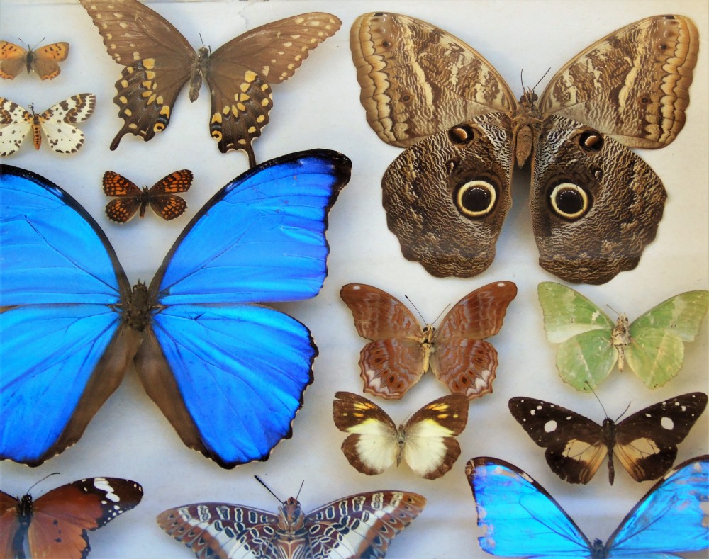Antique Case of Butterfly Specimens View IV