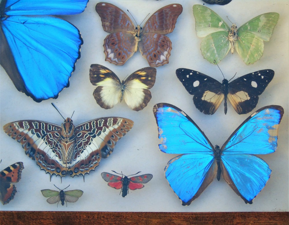 Antique Case of Butterfly Specimens View V