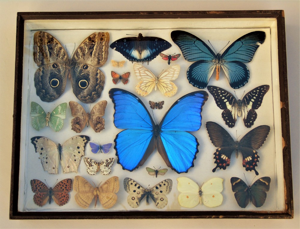 Antique Case of Butterfly Specimens