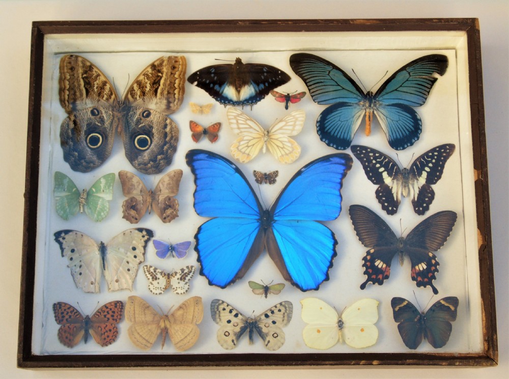 Antique Case of Butterfly Specimens View II