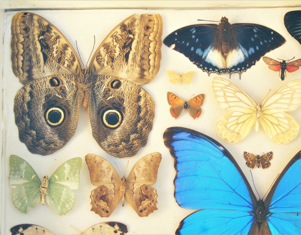 Antique Case of Butterfly Specimens View III