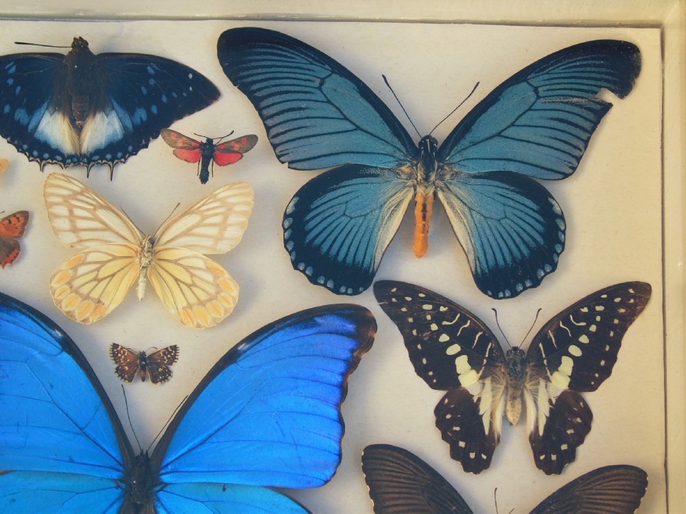 Antique Case of Butterfly Specimens View IV