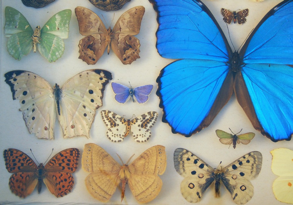 Antique Case of Butterfly Specimens View V