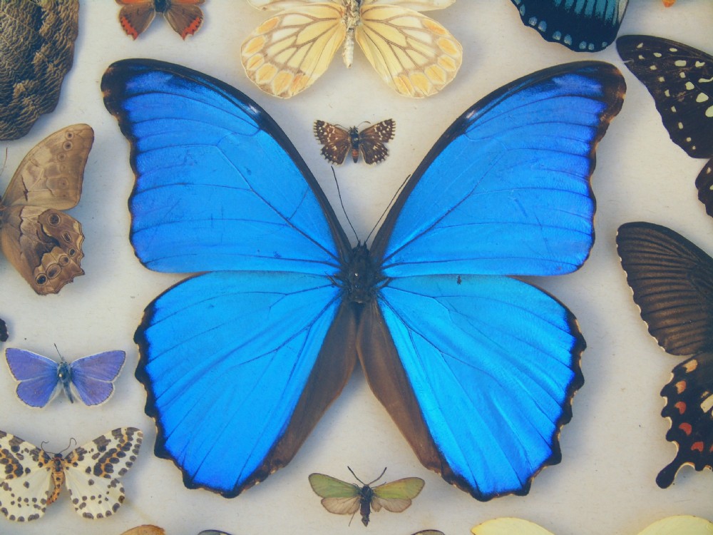 Antique Case of Butterfly Specimens View VI