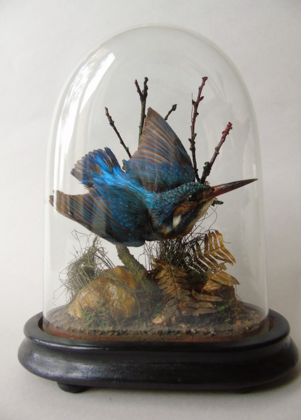 Antique Taxidermy Kingfisher Glass Dome