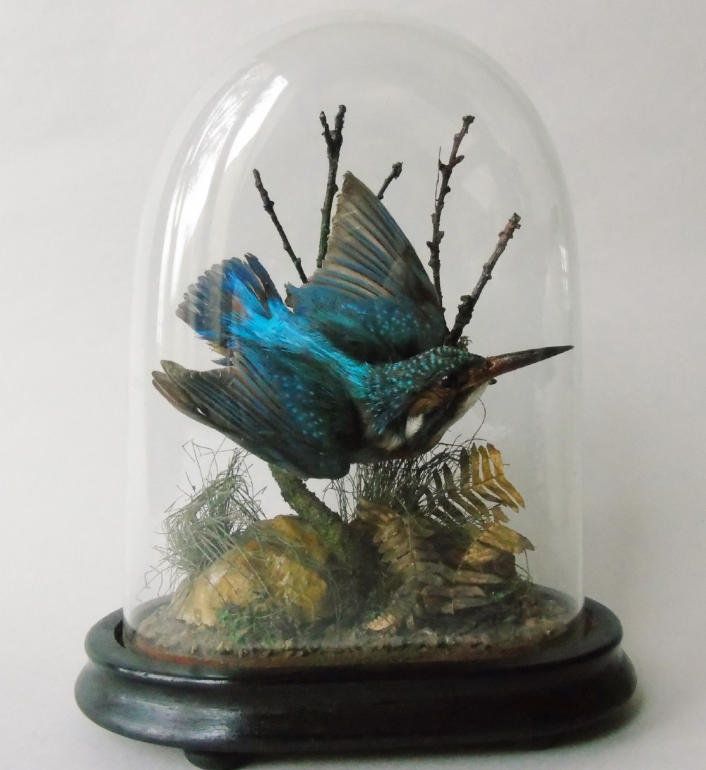 Antique Taxidermy Kingfisher Glass Dome View II