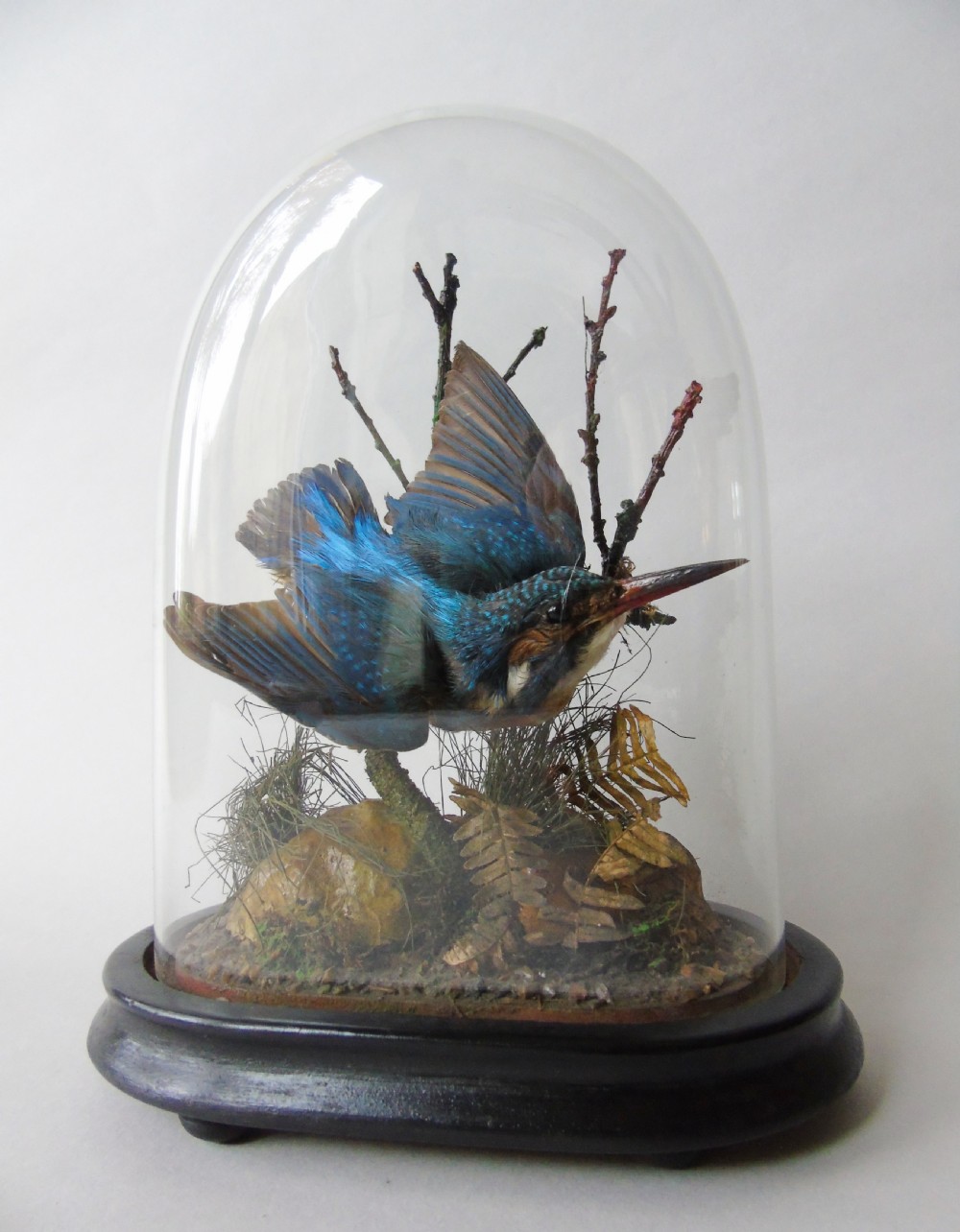 Antique Taxidermy Kingfisher Glass Dome View III
