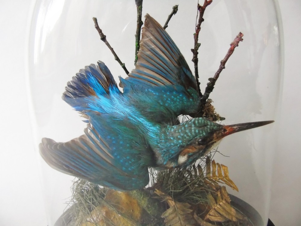 Antique Taxidermy Kingfisher Glass Dome View IV