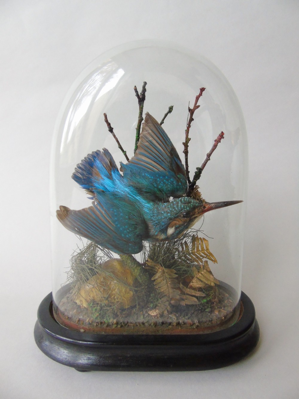Antique Taxidermy Kingfisher Glass Dome View V
