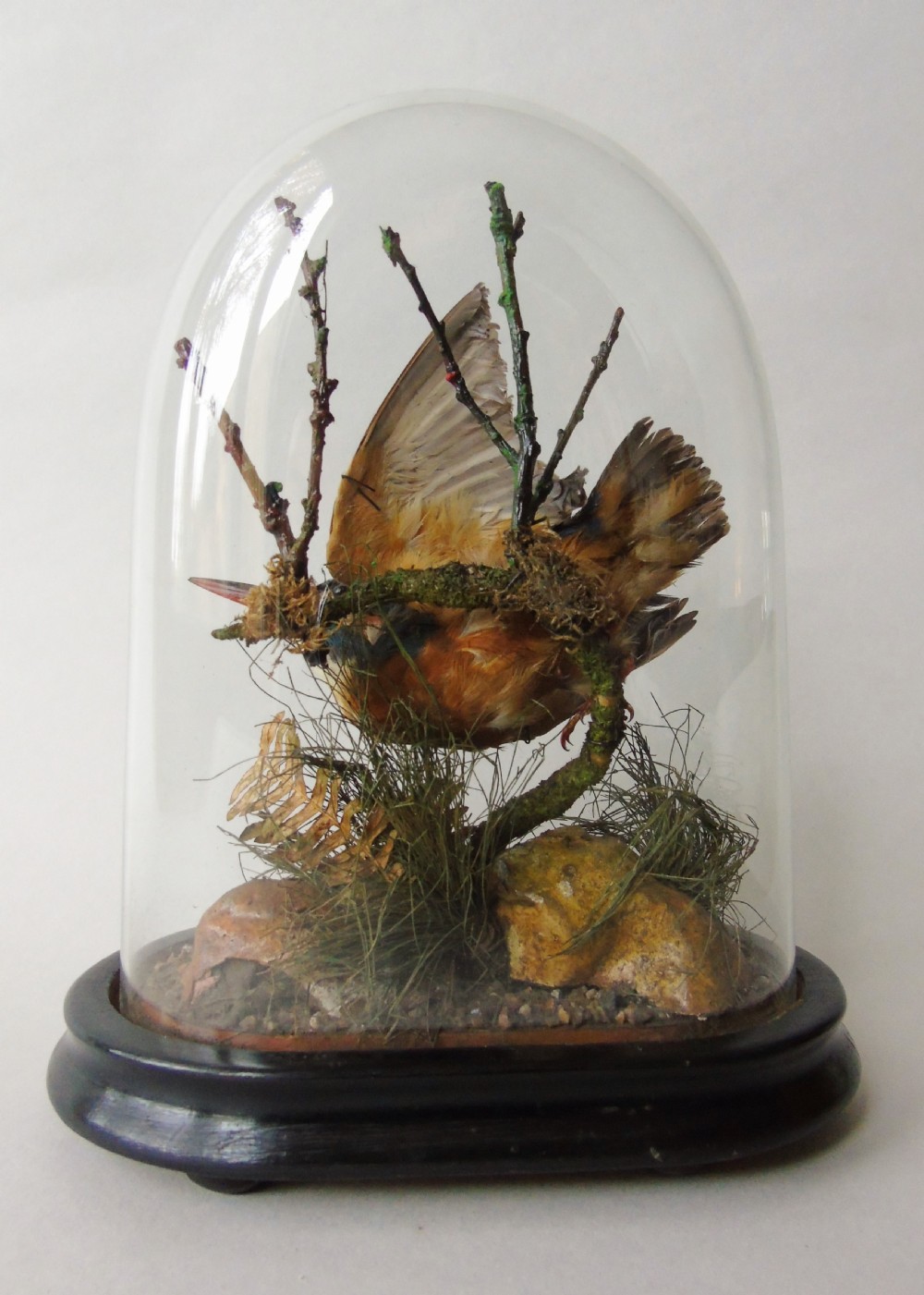 Antique Taxidermy Kingfisher Glass Dome View VI