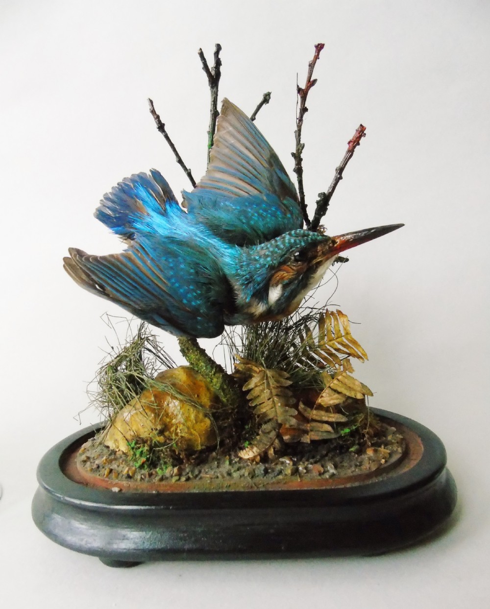 Antique Taxidermy Kingfisher Glass Dome View VII