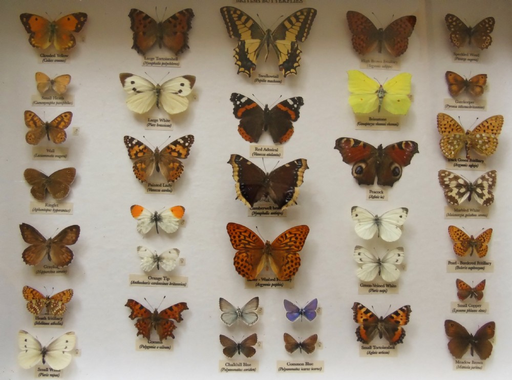 Antique Cased British Butterfly Specimens View II