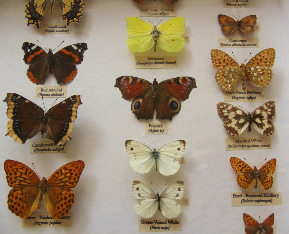 Antique Cased British Butterfly Specimens View III