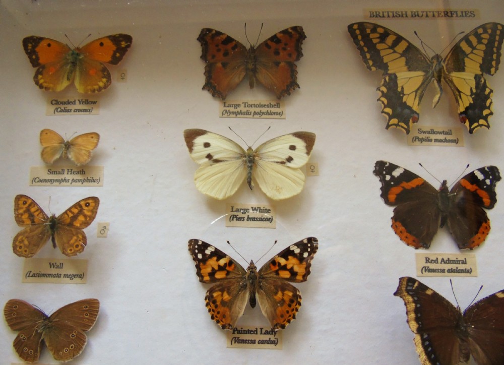 Antique Cased British Butterfly Specimens View IV