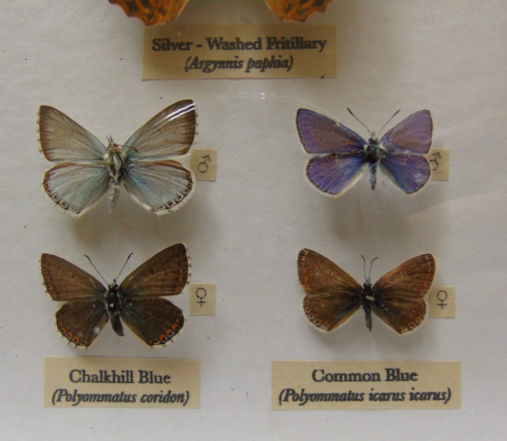 Antique Cased British Butterfly Specimens View V