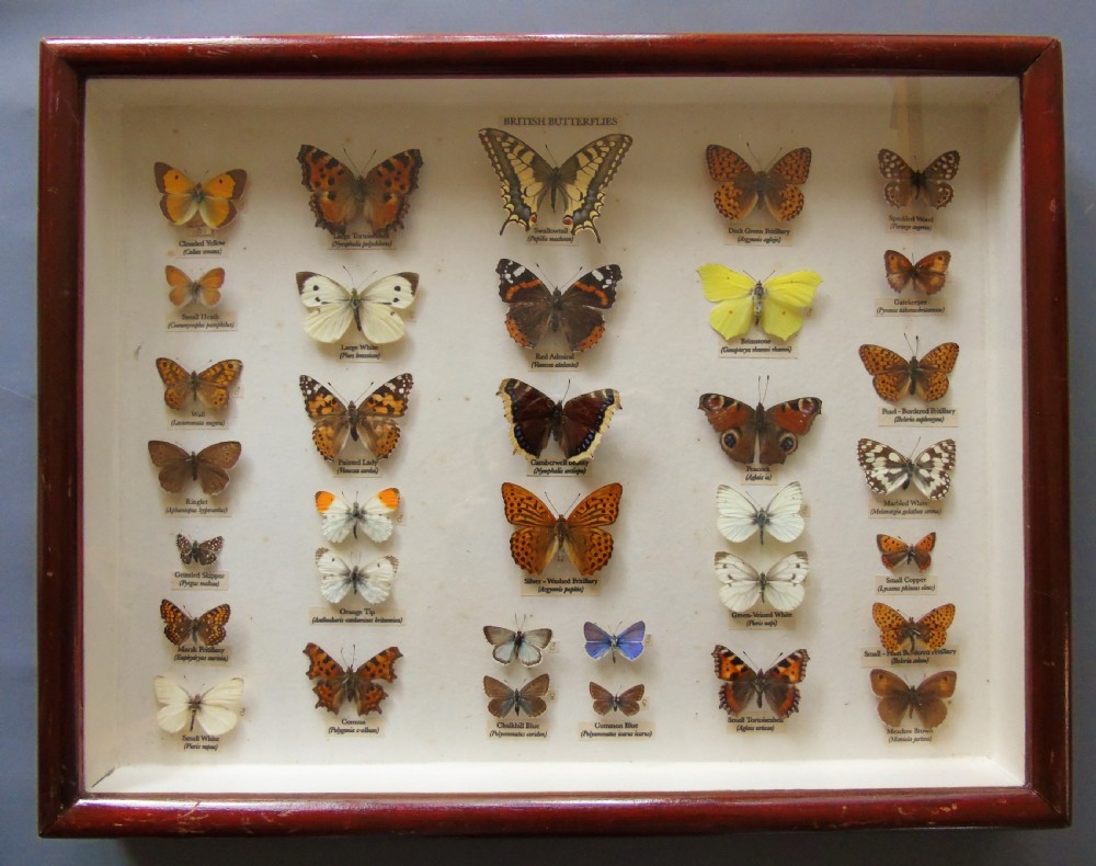 Antique Cased British Butterfly Specimens
