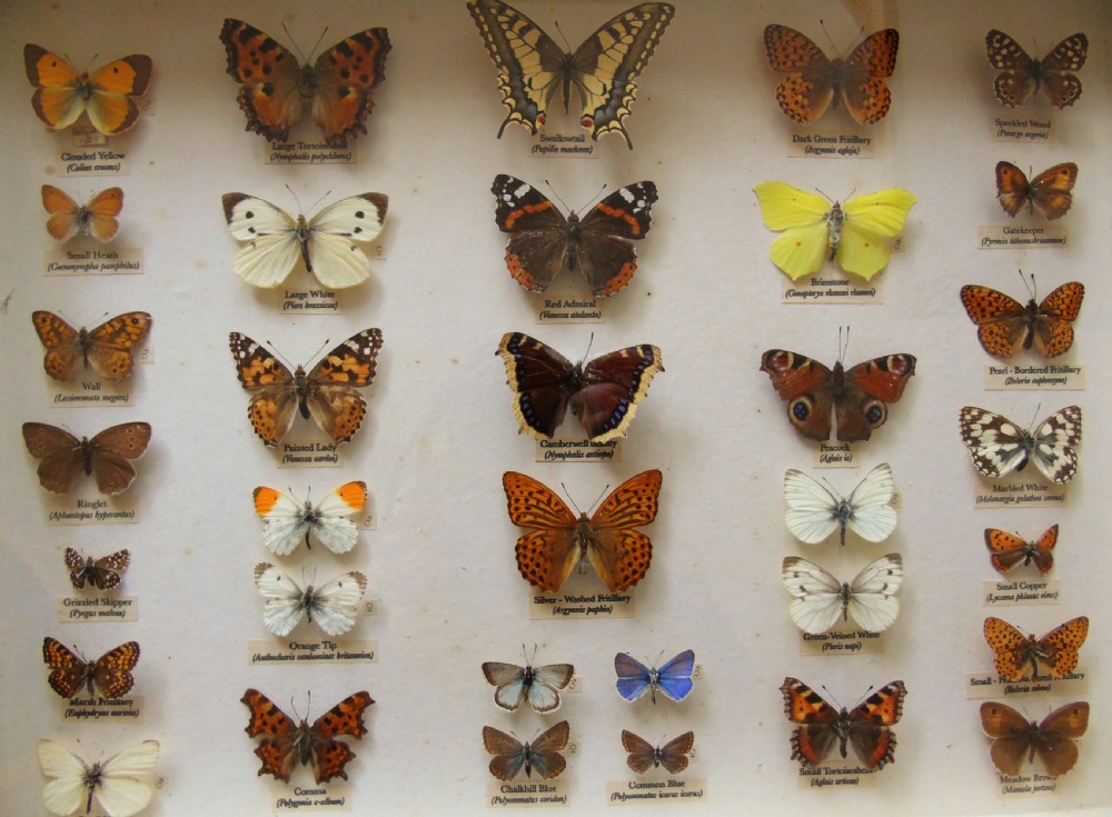 Antique Cased British Butterfly Specimens View II